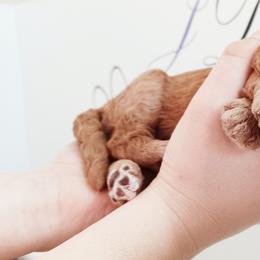 Goldendoodle Puppies from JDoodles