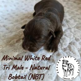 Quinlan - Red tri male Miniature Australian Shepherd puppy in Jaroso, Colorado from Heaven Sent Aussies