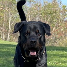 Cake - Rottweiler