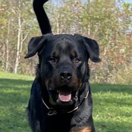 Cake - Rottweiler