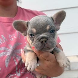 Pink boy - Black and tan male French Bulldog puppy in Dawsonville, Georgia from Baros Kennel