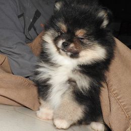 Pomeranian and Shichon Puppies from Smallstar puppys