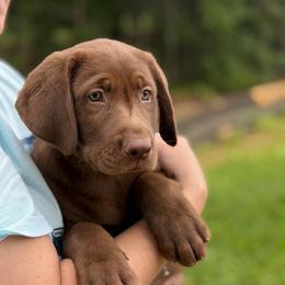 Luke - Chocolate male Labrador Retriever puppy in Archer Lodge, North Carolina from Archer Lodge Labradors