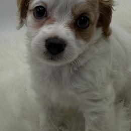 Milo - Blenheim male Cavapoo puppy in Mena, Arkansas from Ouachita Gold Diggers