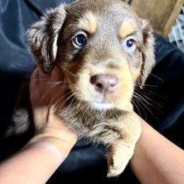 Aussiedoodle Puppies from Navarro Royal Pups