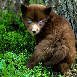 Girl 1 - Siberian Husky puppy in Adrian, Michigan from Greenlese Happy Huskies