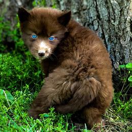 Girl 1 - Siberian Husky puppy in Adrian, Michigan from Greenlese Happy Huskies