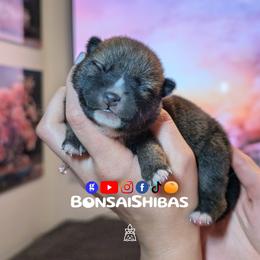 TAIGA - Red male Shiba Inu puppy in Minnesota from BonsaiShibas