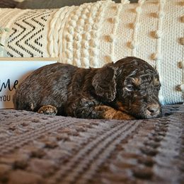 Mel - Phantom male Poodle puppy in Casa Grande, Arizona from Arizona's Once Upon A Boston and Poodle ❤️