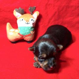 Juniper - Black and tan female Yorkshire Terrier puppy in Paris, Tennessee from Nolan’s Yorkie Farm