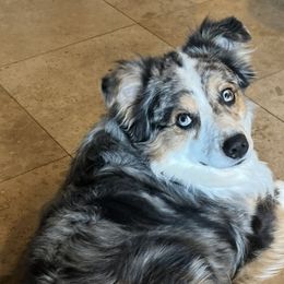 Sparky - Australian Shepherd