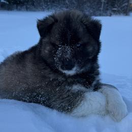 Truffle - Agouti and white male Siberian Husky puppy in West Branch, Michigan from First Frost Kennels