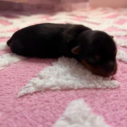 Minnie - Black and tan female Yorkshire Terrier puppy in Georgia from Nalley Kennels