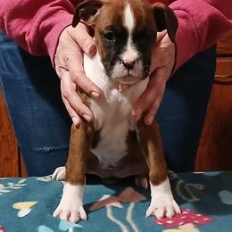 Daisy Mae - Brindle female Boxer puppy in Cannon Falls, Minnesota from Pattys Boxers and Bulldogs