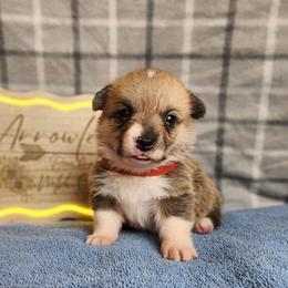 Ketchup DM CLEAR - Red female Pembroke Welsh Corgi puppy in Idaho from Arrowleaf Corgis