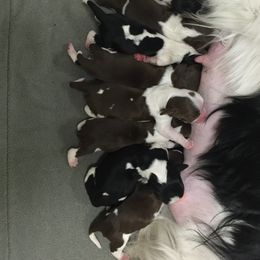 English Springer Spaniel Puppies from Polesitter English Springer Spaniels