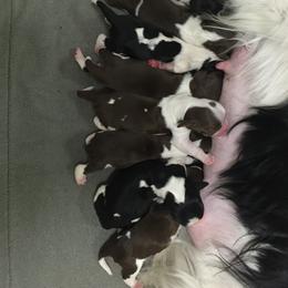 English Springer Spaniel Puppies from Polesitter English Springer Spaniels