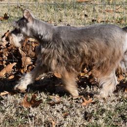 Miniature Schnauzers and Schnoodles from Angel Paw's Kennel