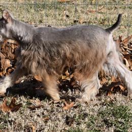 Miniature Schnauzers and Schnoodles from Angel Paw's Kennel