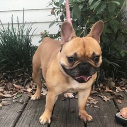 Mylie - French Bulldog