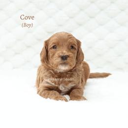 Cove - Red male Australian Labradoodle puppy in Hurricane, Utah from Red Desert Doodles
