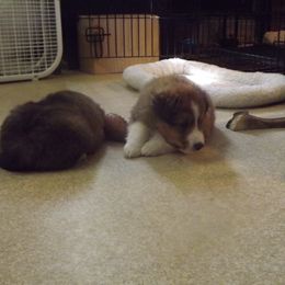 Shetland Sheepdog Puppies from Wyndeway Shetland Sheepdogs