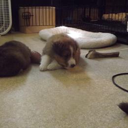 Shetland Sheepdog Puppies from Wyndeway Shetland Sheepdogs