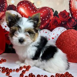 AKC Leo 3000 - Black tan and white male Biewer Terrier puppy in Nicholls, Georgia from Southeast Biewers