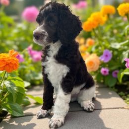 Tasmania - Parti male Poodle puppy in Prosperity, Pennsylvania from Stelladoodles & Company