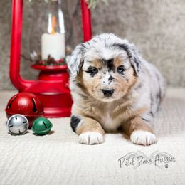 Miniature Australian Shepherd and Toy Australian Shepherd Puppies from Pistol Paws Aussies