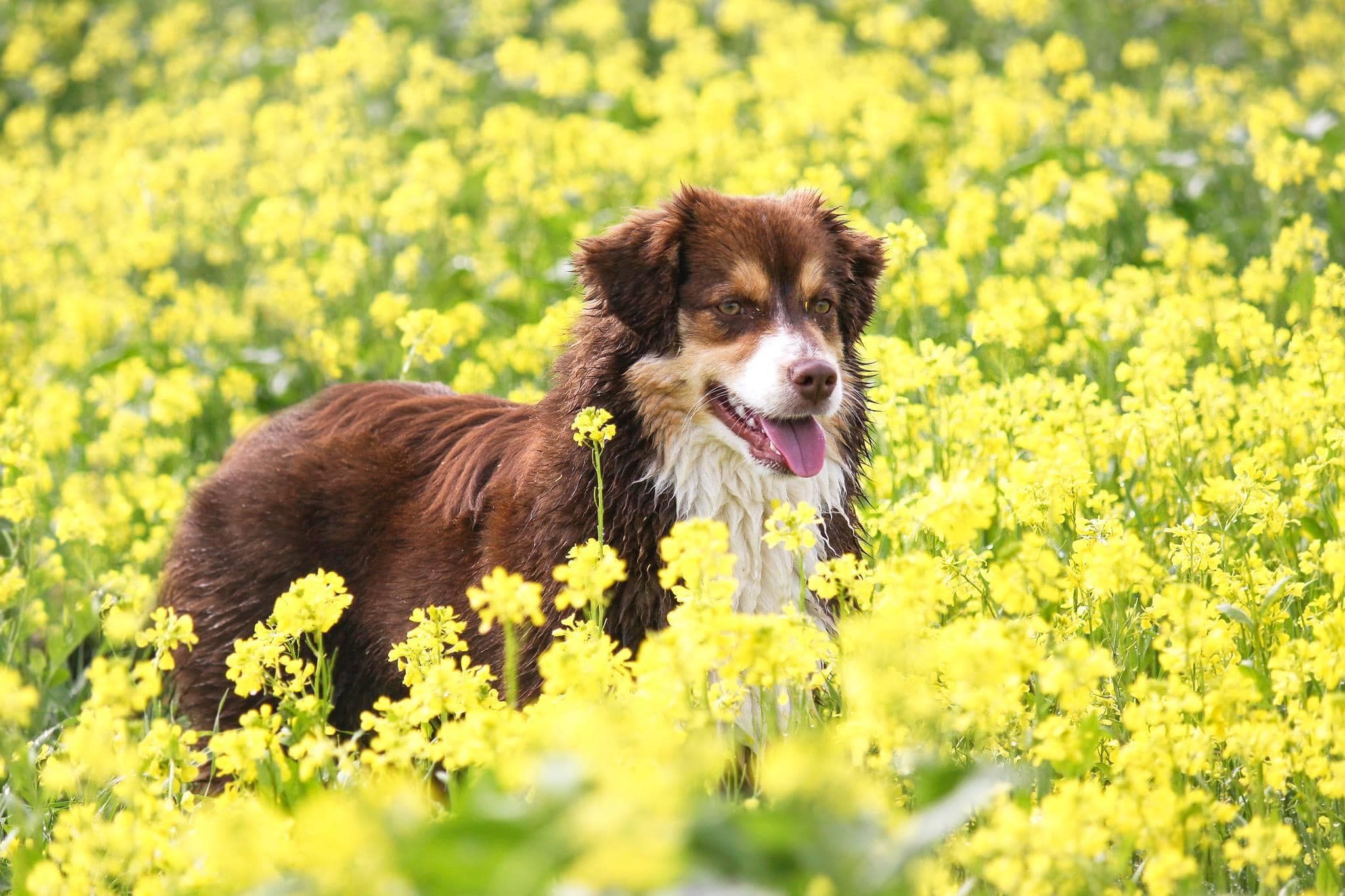 empire-miniature-american-shepherds-in-texas-miniature-american