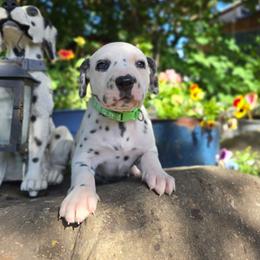 Lime green collar male - White and black male Dalmatian puppy in Valley, Washington from Loving spots Dalmatians