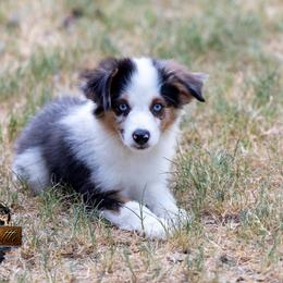 Reign - Blue merle male Miniature American Shepherd puppy in Granbury, Texas from Best Little Aussies