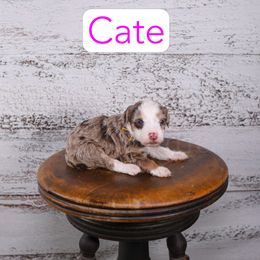 Cate - Red merle female Assorted Doodle Crosses puppy in Calhoun, Georgia from Happy Top Doodles