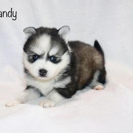 Eye Candy - Black and white male Pomsky puppy in Denham Springs, Louisiana from Bayouland Pomskies