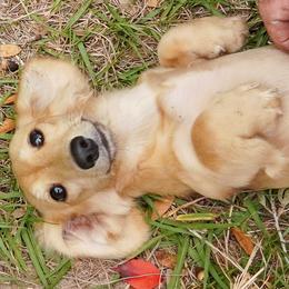 Tori - Cream female Dachshund puppy in Inverness, Florida from Royalworth Kennel