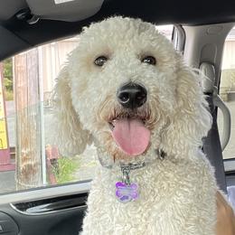 Lucy - Goldendoodle