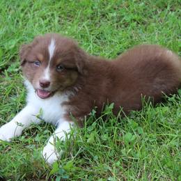 Homer - Red tri-color male Australian Shepherd puppy in Kansas, Oklahoma from Windy G Farm