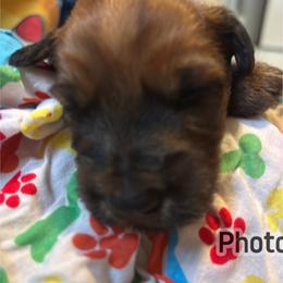Charles - Wheaten male Soft Coated Wheaten Terrier puppy in Gladewater, Texas from Felicias Swheaties