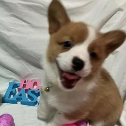 Pembroke Welsh Corgi puppies from PBA Kennel