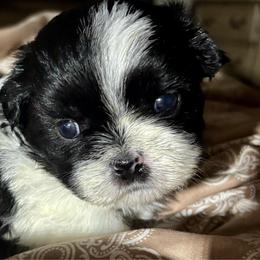 Tom - Black and white male Shih Tzu puppy in Skipperville, Alabama from Nay Nay’s Babies