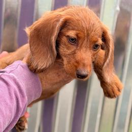 Girl 3 - Red female Dachshund puppy in Conway, Missouri from Ozark Mountain Kennel