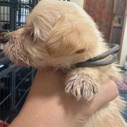 Marty - White and tan male Morkie puppy in Winston Salem, North Carolina from Patty’s Paws