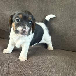 Pocket Beagle Tracker Jack - Black white and tan male Beagle puppy in Gentry, Arkansas from HC Puppy Ranch
