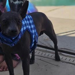 Cane Corso, Chinese Cresteds, and Xoloitzcuintli from Naked nobles kennel