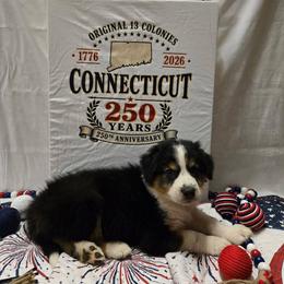 Hartford - Tri-colored male English Shepherd puppy in Ozark, Missouri from Town & Country English Shepherds