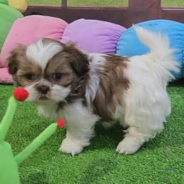Frazier - Brindle and white male Shih Tzu puppy in Aurora, Missouri from KnJ Precious Paws LLC