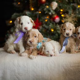 Goldendoodle Puppies from Snowfire Doodles