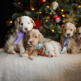 Goldendoodle Puppies from Snowfire Doodles
