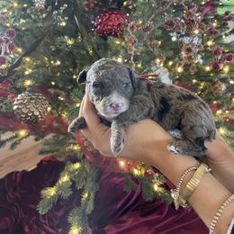 Opal - Merle female Bernedoodle puppy in Yuba City, California from Ranch House Doodles